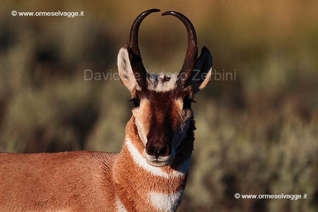 200 Pronghorn IMG 0171